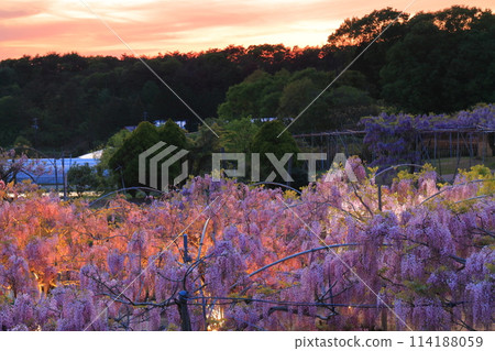 [廣島縣]黃昏時分的色羅高原紫藤花（世羅藤園） 114188059