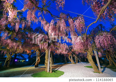 [Hiroshima Prefecture] Illumination of wisteria flowers in Serafuji Garden, Serafuji Highlands 114188065