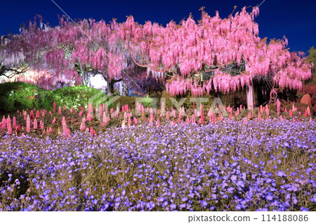 [廣島縣] 世羅高原（世羅富士園）的紫藤花和粉蝶花彩燈 114188086