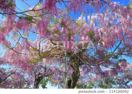 [廣島縣] 晴天世羅高原的紫藤花（世羅藤園） 114188092