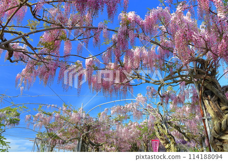 [廣島縣] 晴天世羅高原的紫藤花（世羅藤園） 114188094