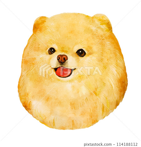 水彩風格可愛博美犬的手繪插圖 114188112