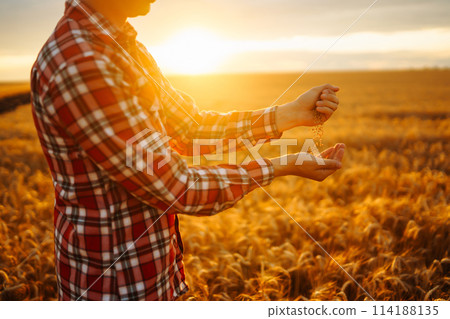 Farmers hands pour grain into field from hand to hand. Agriculture, gardening or ecology concept. Farmers hands pour grain into field from hand to hand. Agriculture, gardening or ecology concept. 114188135