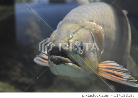 Swimming fish 114188185