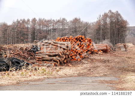 Timber cut from the mountains and stacked up (Taiki Town, Hokkaido) 114188197