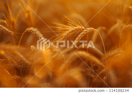 Sunbeams of the setting sun on a golden wheat field. harvest nature growth. Harvesting. Sunbeams of the setting sun on a golden wheat field. harvest nature growth. Harvesting. 114188234