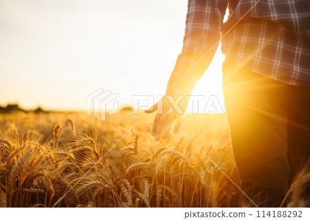 Amazing view with Man With His Back To The Viewer In A Field Of Wheat Touched By Hand Of Spikes. 114188292