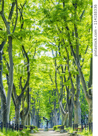 仙台市春天定禪寺通 114188336