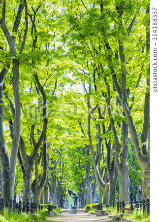 仙台市春天定禪寺通 114188337