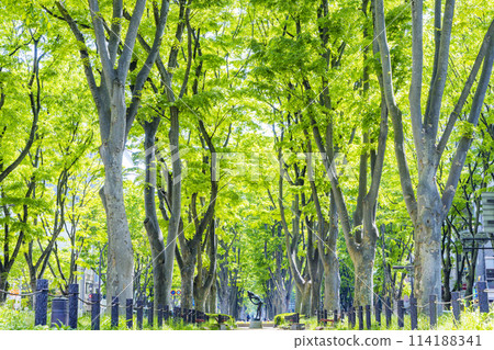 Sendai City Spring Jozenji-dori Sendai City Spring Jozenji-dori 114188341