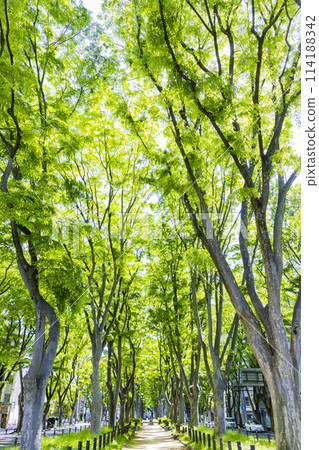 Sendai City Spring Jozenji-dori Sendai City Spring Jozenji-dori 114188342