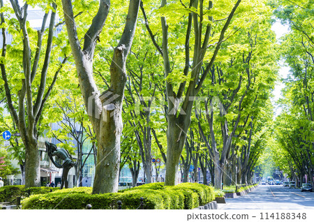 Sendai City Spring Jozenji-dori Sendai City Spring Jozenji-dori 114188348