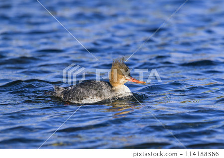 海鯛女 海鯛女 114188366