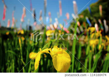 Close-up of yellow iris flowers [Carp streamer background] 114188474