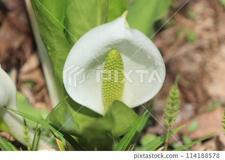 越本臭鼬芭蕉森林裡的臭鼬高麗菜 114188578