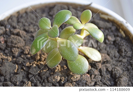 Crassula ovata, money tree, dollar tree - jade plant at the window close-up Crassula ovata, money tree, dollar tree - jade plant at the window close-up 114188609