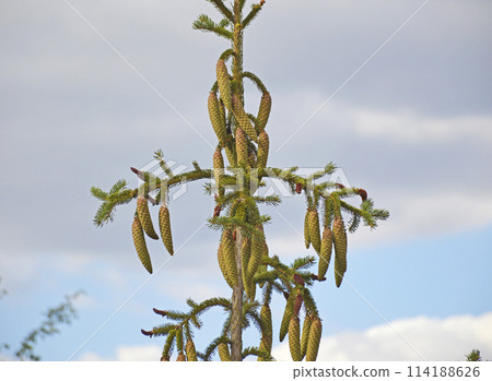 fir cones on the crown and branches of the tree. beauty in nature fir cones on the crown and branches of the tree. beauty in nature 114188626
