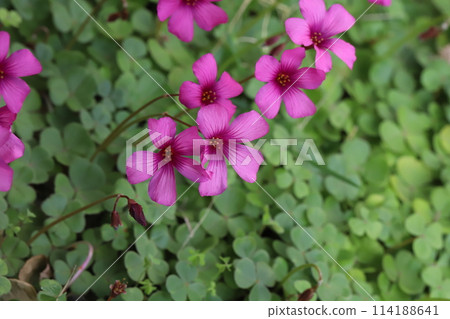 春天花園裡盛開的粉色酢漿草花 114188641