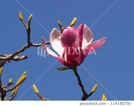Magnolia flowers in the spring sunshine (purple magnolia in the park) 114188700