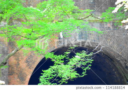 Blue maple of Aigi tunnel group Blue maple of Aigi tunnel group 114188814