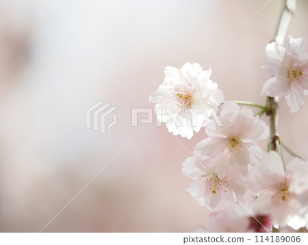 雙春櫻花 雙春櫻花 114189006