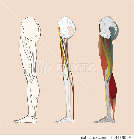 A detailed image showing leg bones, leg muscles and tendons on the side of a human leg. A detailed image showing leg bones, leg muscles and tendons on the side of a human leg. 114189009