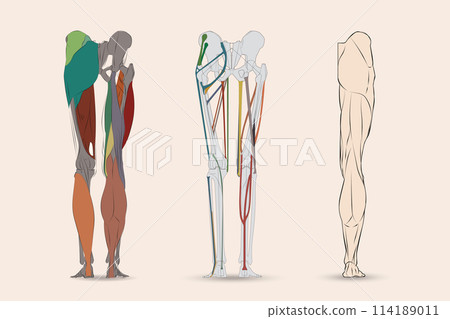 A detailed image showing leg bones, leg muscles and tendons on the back of a human leg. A detailed image showing leg bones, leg muscles and tendons on the back of a human leg. 114189011