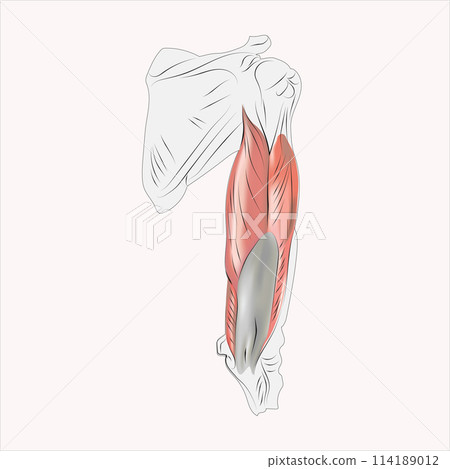 Arm muscles, tendons, and bones 114189012