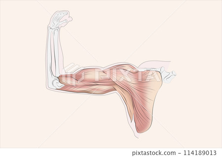 Arm muscles, tendons, and bones 114189013
