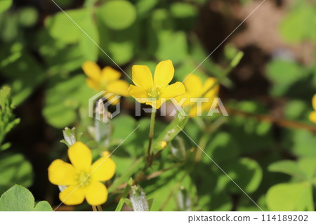 Yellow wood sorrel flowers blooming in a spring field Yellow wood sorrel flowers blooming in a spring field 114189202