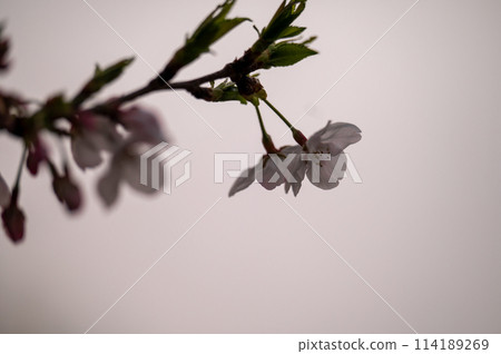 Cherry blossoms blooming against the backdrop of the setting sun 114189269