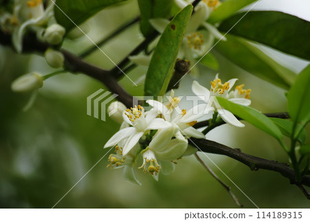 Yuzu flowers and flower buds 114189315