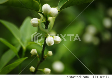 Yuzu flowers and flower buds 114189317