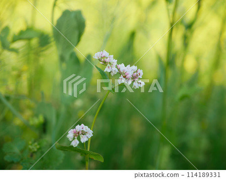 Fagopyrum esculentum buckwheat cover crop field bloom plant detail lacy white common green farmed crops grown green red agricultural fertilizer honeybee plant as fodder, used catch, Europe 114189331