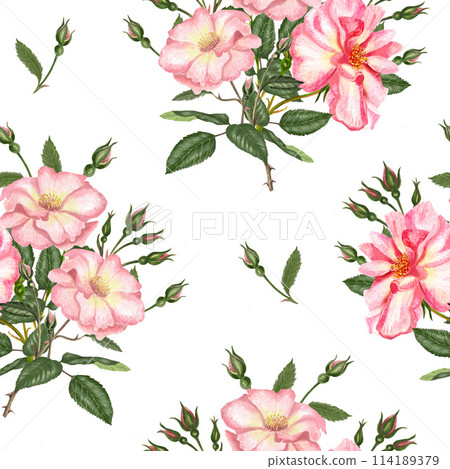 Watercolor seamless pattern with rosehip, Brier leaves and branches. Tender illustration isolated on white background Watercolor seamless pattern with rosehip, Brier leaves and branches. Tender illustration isolated on white background 114189379