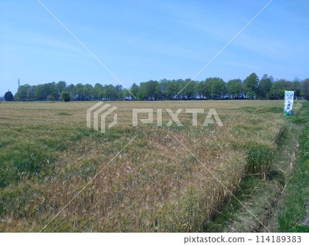 被櫻花包圍的城堡 114189383