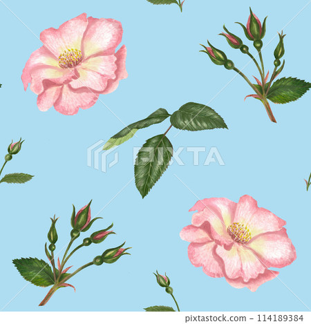 Watercolor seamless pattern with rosehip, Brier leaves and branches. Tender illustration isolated on blue background Watercolor seamless pattern with rosehip, Brier leaves and branches. Tender illustration isolated on blue background 114189384