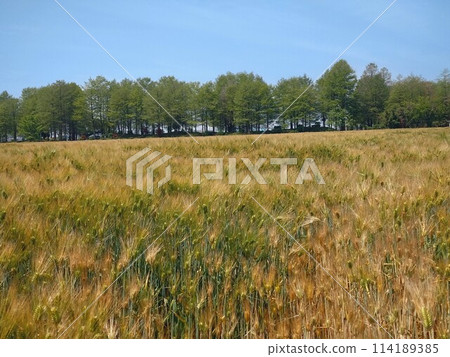 castle surrounded by cherry blossoms 114189385