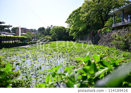 Clear Odawara Castle 114189416