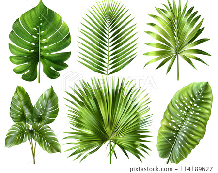 A collection of tropical leaves displayed on a white background, showcasing the beauty of plant life. These green botanical specimens are a stunning example of terrestrial organisms in nature 114189627
