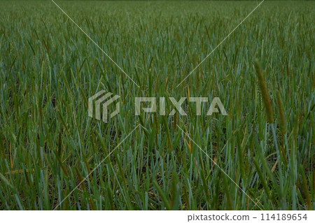 Sparrows in a flock in the rice fields in spring 114189654