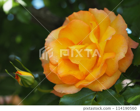 Rose Garden Rose Sahara '98 114190560