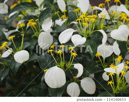 手帕花 Konronka 手帕花 Konronka 114190653