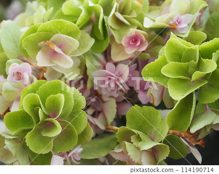 淺粉紅色繡球仙女眼 114190714