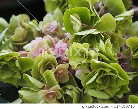 淺粉紅色繡球仙女眼 114190716