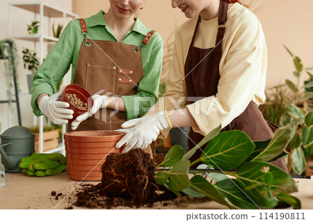 Close up of female hands repotting plant at table in flower shop, copy space Close up of female hands repotting plant at table in flower shop, copy space 114190811