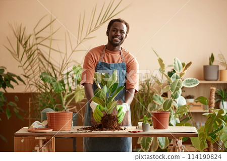 Waist up Full length portrait of smiling Black man repotting green plants indoors and enjoying gardening hobby looking at camera Waist up Full length portrait of smiling Black man repotting green plants indoors and enjoying gardening hobby looking at camera 114190824