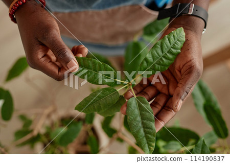 Top view closeup of male hands holding leaf of green live plant and inspecting for health issues copy space Top view closeup of male hands holding leaf of green live plant and inspecting for health issues copy space 114190837