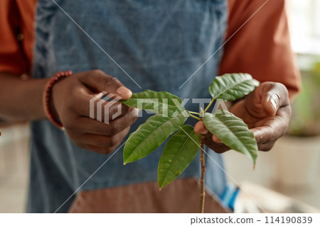 Close up of unrecognizable African American man looking at leaves of green live plants at home and checking for health copy space Close up of unrecognizable African American man looking at leaves of green live plants at home and checking for health copy space 114190839