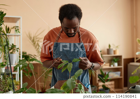 Waist up portrait of African American man inspecting leaves of green live plants at home copy space Waist up portrait of African American man inspecting leaves of green live plants at home copy space 114190841